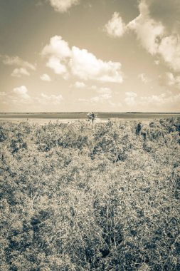 Sian Ka 'an Ulusal Parkı, Muyil Chunyaxche Meksika' daki tropikal orman doğa ormanındaki ahşap kuleden Muyil Lagünü 'ne uzanan panorama manzarasının eski siyah beyaz resmi..