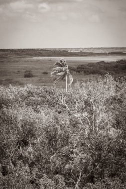 Sian Ka 'an Ulusal Parkı, Muyil Chunyaxche Meksika' daki tropikal orman doğa ormanındaki ahşap kuleden Muyil Lagünü 'ne uzanan panorama manzarasının eski siyah beyaz resmi..