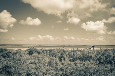 Sian Ka 'an Ulusal Parkı, Muyil Chunyaxche Meksika' daki tropikal orman doğa ormanındaki ahşap kuleden Muyil Lagünü 'ne uzanan panorama manzarasının eski siyah beyaz resmi..