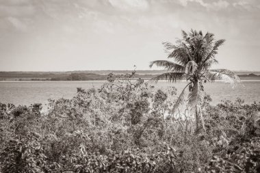 Sian Ka 'an Ulusal Parkı, Muyil Chunyaxche Meksika' daki tropikal orman doğa ormanındaki ahşap kuleden Muyil Lagünü 'ne uzanan panorama manzarasının eski siyah beyaz resmi..
