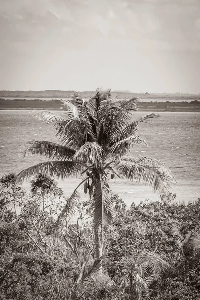 Old black and white picture of the panorama view to the Muyil Lagoon from the wooden viewpoint tower in the tropical jungle nature forest of Sian Ka\'an National park Muyil Chunyaxche Mexico.