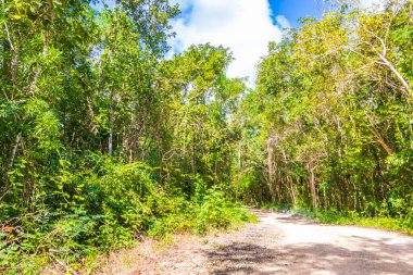 Playa del Carmen Meksika 'da tropik Meksika ormanları ağaçlar ve doğal orman manzarası.