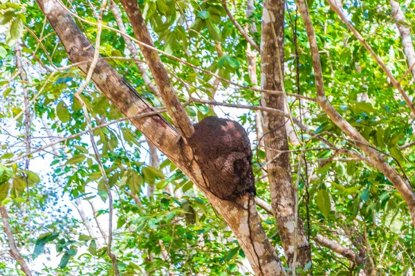 Termitowe Gniazdo Drzewie Lub Gałęzi Tropikalnej Meksykańskiej Dżungli Naturalny Widok — Zdjęcie stockowe