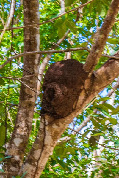 Termitbo Trädet Eller Grenen Den Tropiska Mexikanska Djungeln Naturlig Skog — Stockfoto