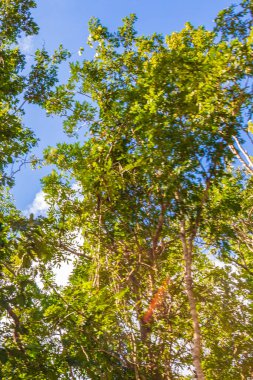 Playa del Carmen Meksika 'da tropik Meksika ormanları ağaçlar ve doğal orman manzarası.