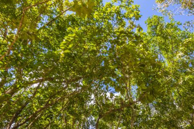 Playa del Carmen Meksika 'da tropik Meksika ormanları ağaçlar ve doğal orman manzarası.