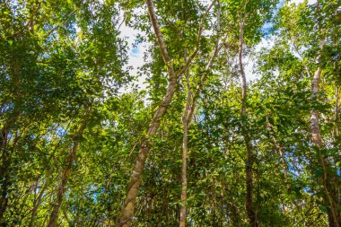 Playa del Carmen Meksika 'da tropik Meksika ormanları ağaçlar ve doğal orman manzarası.