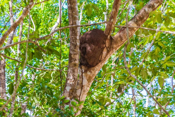 Termitennest Auf Baum Oder Ast Tropischen Mexikanischen Dschungel Natürlicher Waldpanoramablick — Stockfoto