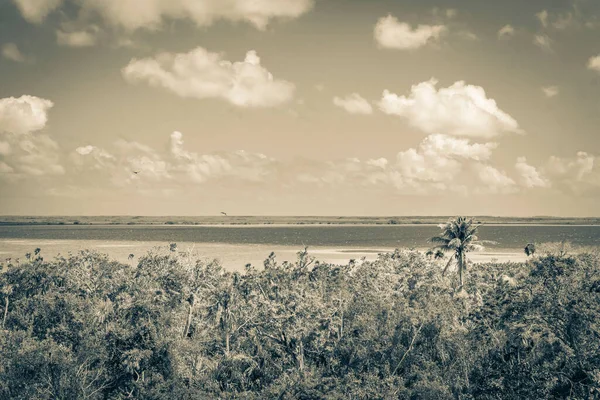 Sian Ka 'an Ulusal Parkı, Muyil Chunyaxche Meksika' daki tropikal orman doğa ormanındaki ahşap kuleden Muyil Lagünü 'ne uzanan panorama manzarasının eski siyah beyaz resmi..