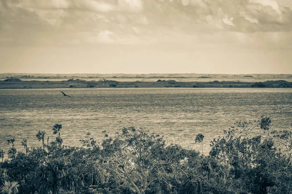 Sian Ka 'an Ulusal Parkı, Muyil Chunyaxche Meksika' daki tropikal orman doğa ormanındaki ahşap kuleden Muyil Lagünü 'ne uzanan panorama manzarasının eski siyah beyaz resmi..