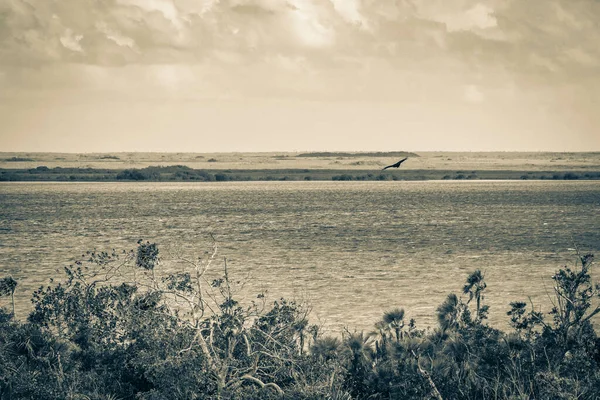 Sian Ka 'an Ulusal Parkı, Muyil Chunyaxche Meksika' daki tropikal orman doğa ormanındaki ahşap kuleden Muyil Lagünü 'ne uzanan panorama manzarasının eski siyah beyaz resmi..