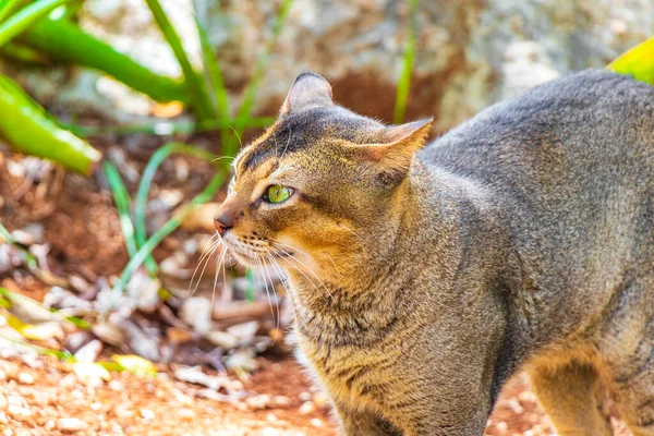 Schöne Süße Katze Mit Grünen Augen Tropischen Mexikanischen Urwald Bei — Stockfoto