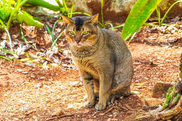 Schöne Süße Katze Mit Grünen Augen Tropischen Mexikanischen Urwald Bei — Stockfoto