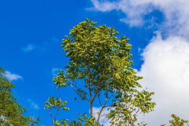 Playa del Carmen Meksika 'da tropik Meksika ormanları ağaçlar ve doğal orman manzarası.