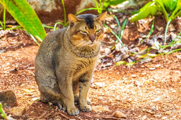 푸에르토리코의 지대인 리오데 게릴라에 멕시코 밀림에 아름다운 귀여운 귀여운 고양이 — 스톡 사진