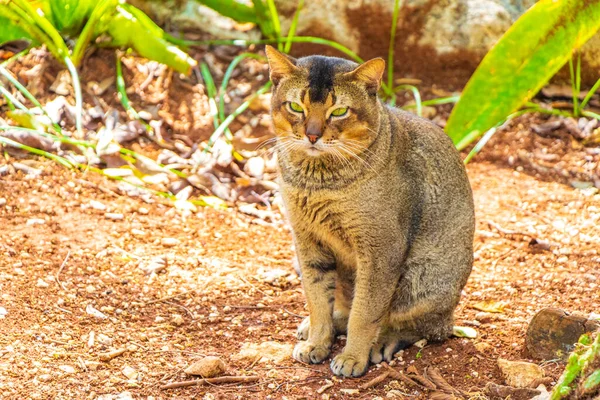 푸에르토리코의 지대인 리오데 게릴라에 멕시코 밀림에 아름다운 귀여운 귀여운 고양이 — 스톡 사진