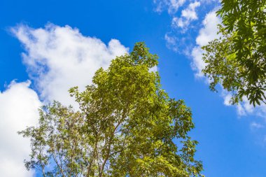 Playa del Carmen Meksika 'da tropik Meksika ormanları ağaçlar ve doğal orman manzarası.