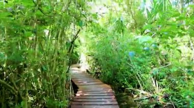 Tropik doğal orman ağaçları ve ahşap yürüyüş yolları diker ve Muyil Chunyaxche Quintana Roo Mexico 'daki Sian Ka' an Ulusal Parkı 'nda köprü yapar..