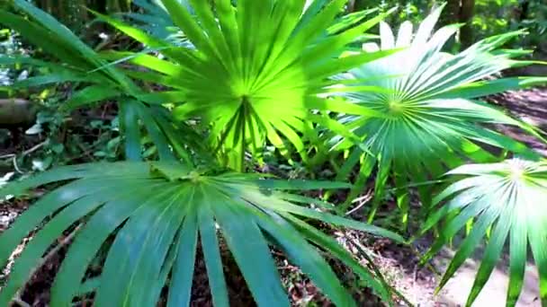 熱帯自然ジャングルの森の植物ヤシの木や寺院遺跡ピラミッドやMuyil Chunyaxcheキンタナロメキシコの遺物と古代マヤのサイトで歩道を歩く — ストック動画