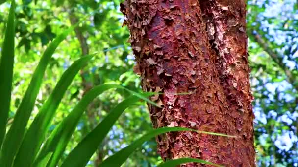 Tropischer Gumbo Limbo Baum Mit Abblätternder Rindenstruktur Bunt Grün Orange — Stockvideo