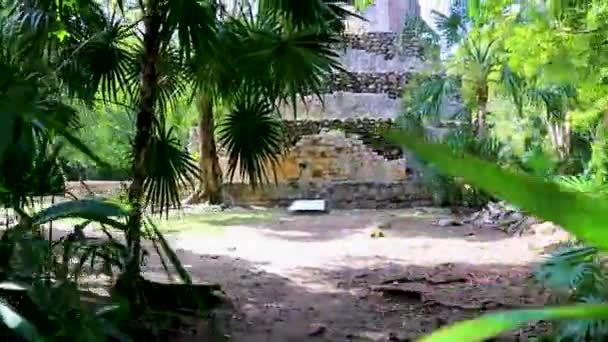 古代マヤ遺跡ピラミッドや熱帯自然ジャングルの森のヤシの木やMuyil Chunyaxcheキンタナ メキシコの遊歩道の遺物 — ストック動画