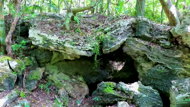 熱帯自然ジャングルの森の植物ヤシの木や岩の石の岩や洞窟の中心部は 古代マヤのサイトで寺院遺跡ピラミッドやMuyil Chunyaxcheキンタナロメキシコの遺物と — ストック動画