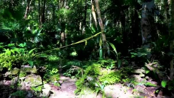 Antiguo Sitio Maya Con Ruinas Templos Pirámides Artefactos Selva Tropical — Vídeos de Stock