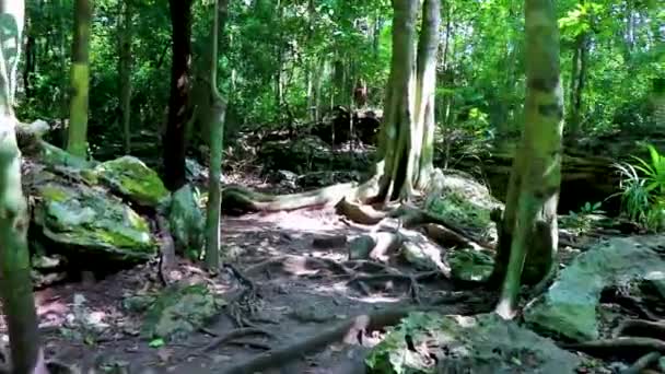 Tropischer Urwald Pflanzt Palmen Und Felsen Steine Felsbrocken Und Höhlencenote — Stockvideo