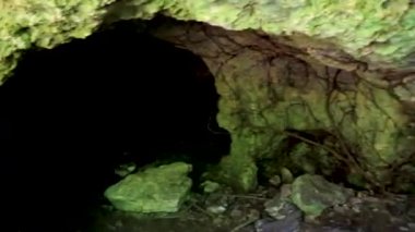 Tropik doğal orman ağaçları ve kaya ağaçları antik Maya bölgesindeki kaya kayaları ve mağara mezarlığı. Muyil Chunyaxche Quintana Roo Mexico 'daki kalıntılar ve piramitler..