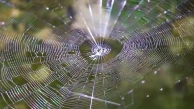 Taş kayalar, kayalar ve tropikal bitkiler arasındaki güzel örümcek ağı antik Maya sahasında yürüme yolları üzerinde piramitler ve Muyil Chunyaxche Quintana Roo Mexico 'daki sanat eserleri ile birlikte..