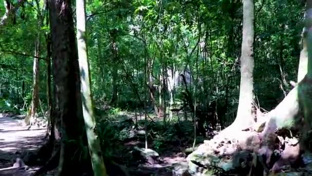 熱帯自然ジャングルの森の植物ヤシの木や木製の歩道や橋は ミイルChunyaxcheキンタナ メキシコのシャン カアン国立公園で — ストック動画
