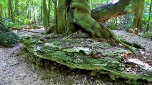 Tropiska Naturliga Djungel Skog Växter Palmer Och Vandringsleder Vid Den — Stockvideo