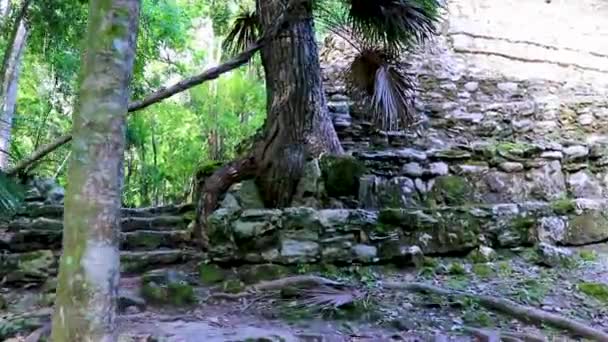 木の根は 古代マヤ遺跡の石を通して成長します寺院遺跡ピラミッドとムイヤルChunyaxcheキンタナ メキシコの熱帯自然ジャングルの森のヤシの木の遺物 — ストック動画