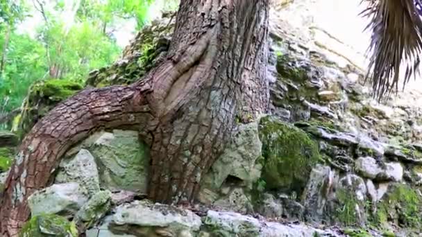 Kořeny Stromů Rostou Skrze Kameny Starověkém Mayském Místě Zříceninami Chrámu — Stock video