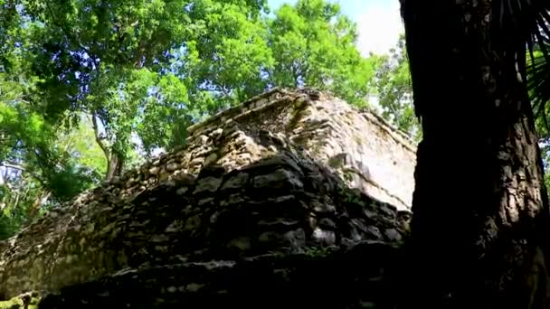Tree Roots Grow Stones Ancient Mayan Site Temple Ruins Pyramids — Stock Video