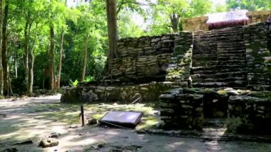 Tapınağı olan antik Maya bölgesi tropik doğal orman palmiyeleri ve Muyil Chunyaxche Quintana Roo Mexico 'daki yürüyüş yolları üzerindeki piramitleri ve eserleri harap eder..