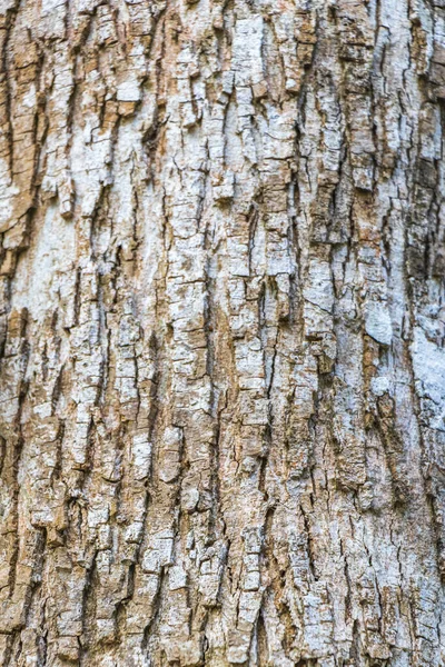 Textura Casca Árvore Tropical Santuario Los Guerreros Puerto Aventuras Quintana — Fotografia de Stock