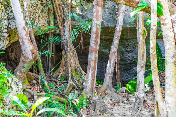 Puerto Aventuras Quintana Roo Mexico 'daki Santuario de los guerreros' taki muhteşem mavi turkuaz su ve kireç taşı mağarası çukuruna giriş..