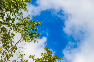 Porto Aventuras Meksika 'da tropik Meksika ormanları ağaçlar ve doğal orman manzarası.
