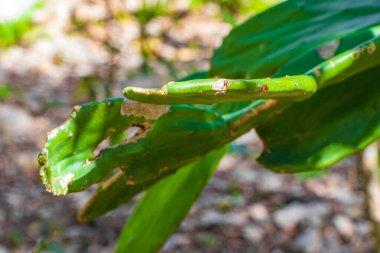 Porto Aventuras Meksika 'da tropikal Meksika kaktüsü orman ağaçları ve doğal orman manzarası..