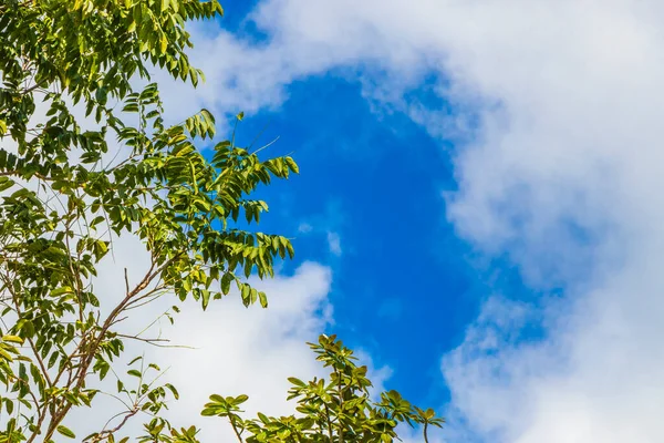Porto Aventuras Meksika 'da tropik Meksika ormanları ağaçlar ve doğal orman manzarası.