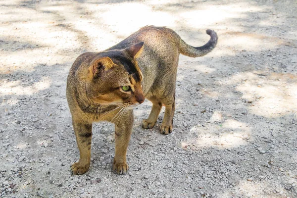 Mooie Schattige Kat Met Groene Ogen Tropische Mexicaanse Jungle Natuurlijk — Stockfoto