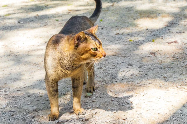 Hermoso Gato Lindo Con Ojos Verdes Selva Tropical Mexicana Bosque —  Fotos de Stock