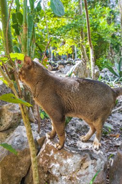 Porto Aventuras Quintana Roo Mexico 'daki Santuario de los guerreros' taki tropikal Meksika ormanlarında yeşil gözlü güzel bir kedi..