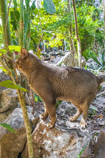 美丽可爱的猫 绿色的眼睛在热带墨西哥热带雨林的天然林里在阿文图拉斯金塔纳罗奥港的桑图阿里奥 德洛斯 游击罗斯 — 图库照片