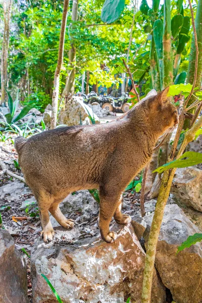 Porto Aventuras Quintana Roo Mexico 'daki Santuario de los guerreros' taki tropikal Meksika ormanlarında yeşil gözlü güzel bir kedi..
