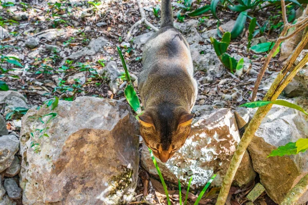 Porto Aventuras Quintana Roo Mexico 'daki Santuario de los guerreros' taki tropikal Meksika ormanlarında yeşil gözlü güzel bir kedi..
