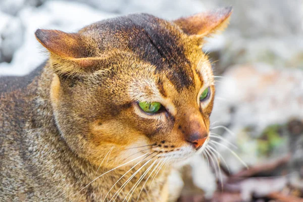 Симпатичная Кошка Зелеными Глазами Естественном Лесу Джунглей Сантуарио Лос Партизан — стоковое фото