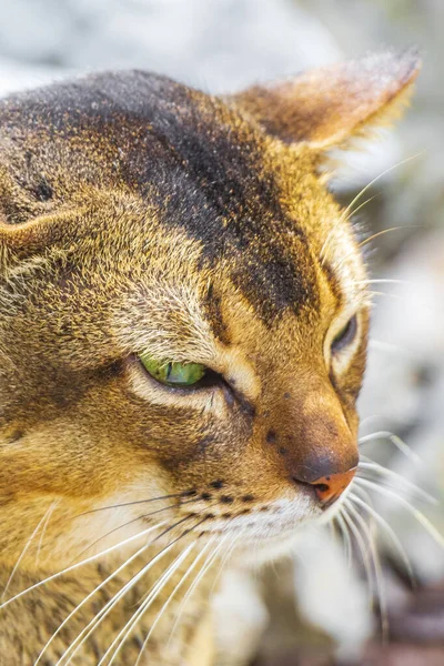 プエルトアベンチュラのSantuario Los Guererosの熱帯メキシコのジャングル自然林の緑の目をした美しいかわいい猫キンタナ ルーメキシコ — ストック写真
