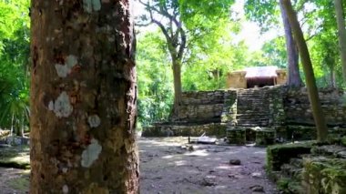 Tapınağı olan antik Maya bölgesi tropik doğal orman palmiyeleri ve Muyil Chunyaxche Quintana Roo Mexico 'daki yürüyüş yolları üzerindeki piramitleri ve eserleri harap eder..